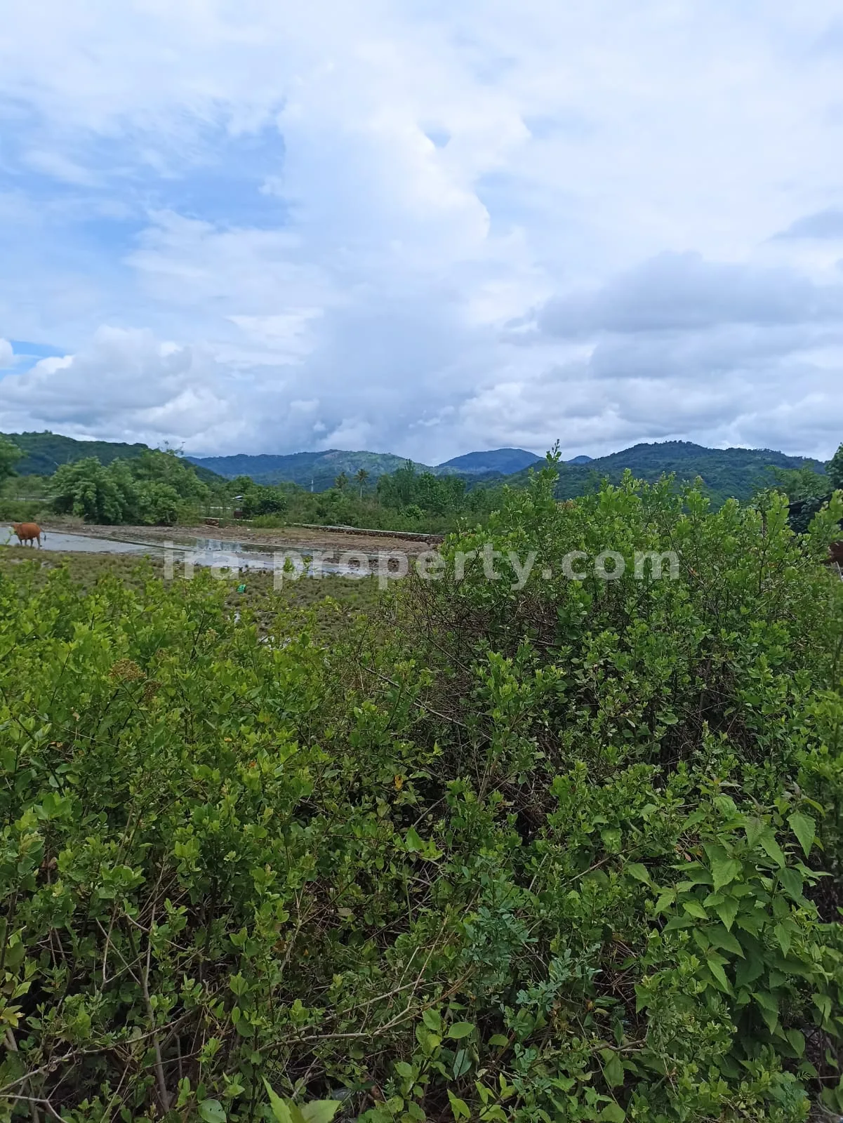 Tanah · Sekotong · foto 4 dari 10 Tanah Strategis Pinggir Jalan di Sekotong \u2013 3.390 m\u00b2 - 175 - 4