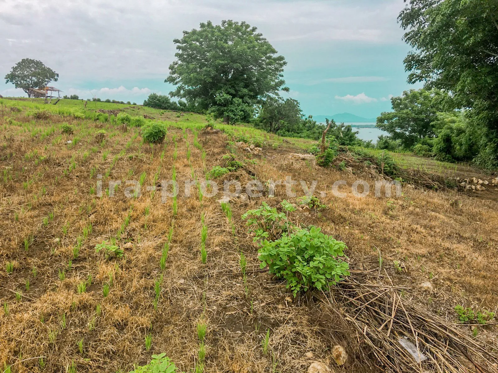 Tanah · Sekotong · foto 4 dari 13 Tanah Murah Sekotong dengan Pemandangan Laut 16 Hektar - 178 - 4