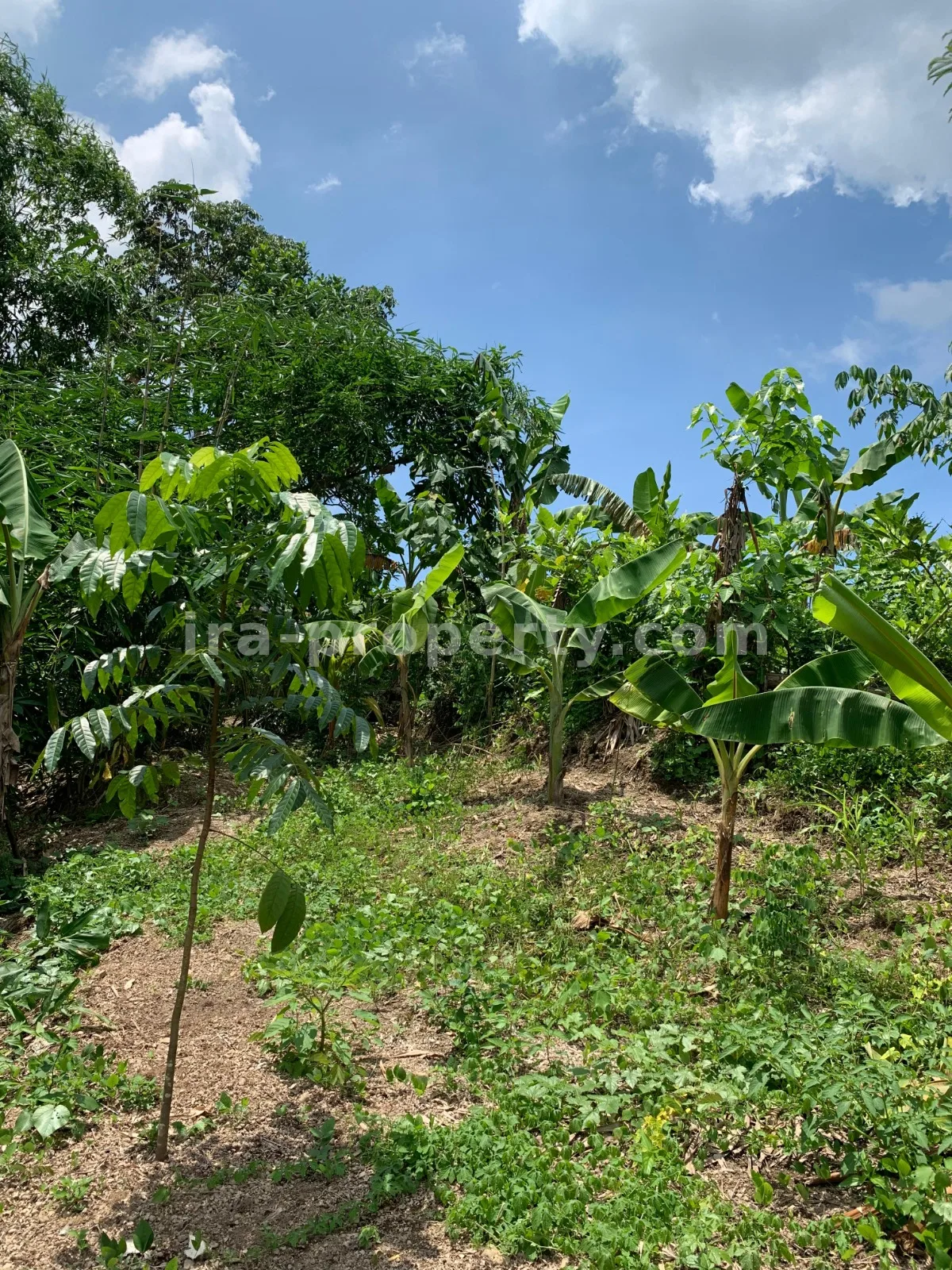 Land · Central Lombok Area · photo 4 of 8 Land for Sale in Labulia, Near the Lombok Airport Bypass, Central Lombok - 87 - 4