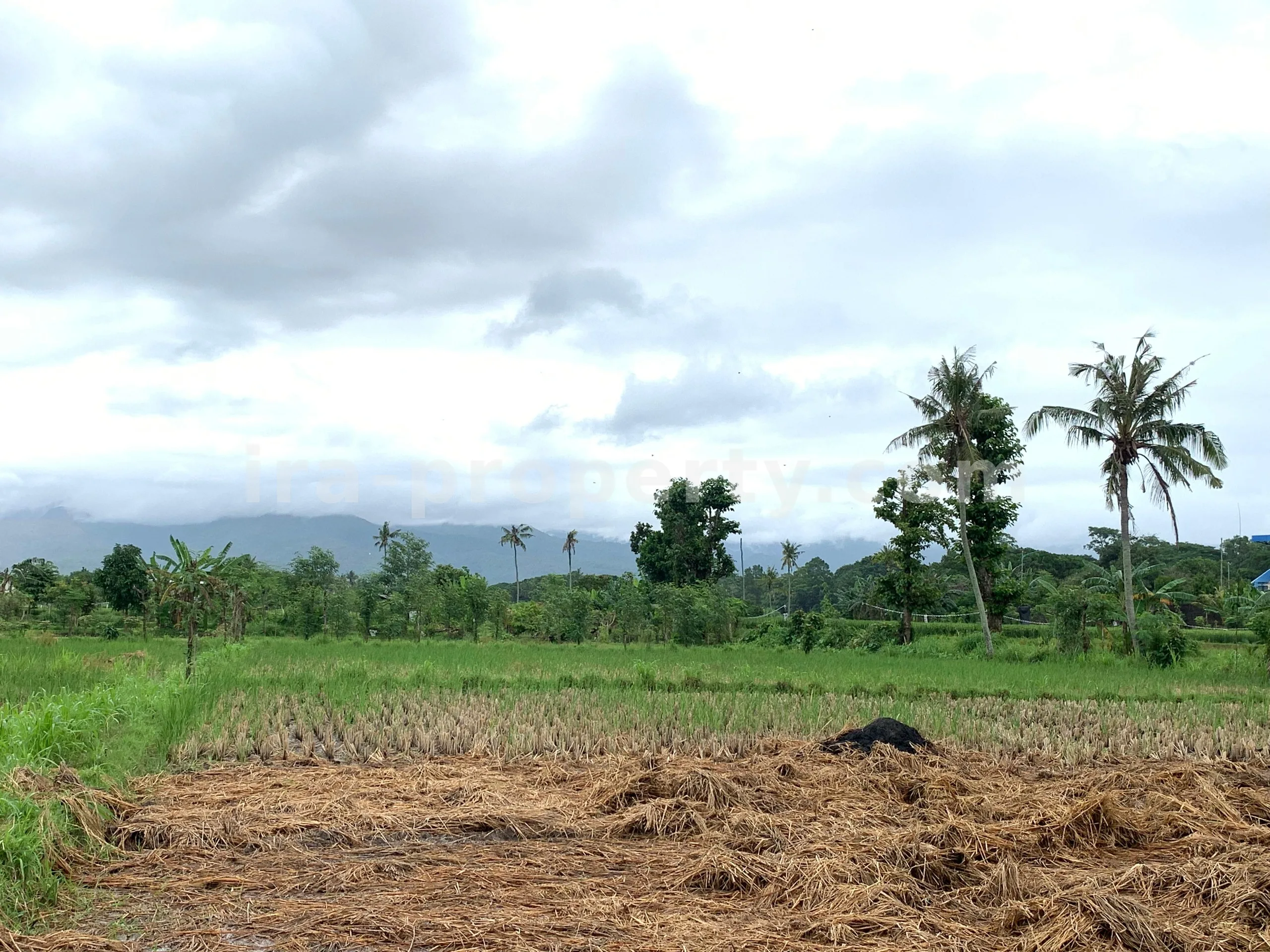 Tanah · Kota Mataram · foto 1 dari 5 Tanah Dijual di Udayana, Kota Mataram - 493 - 1