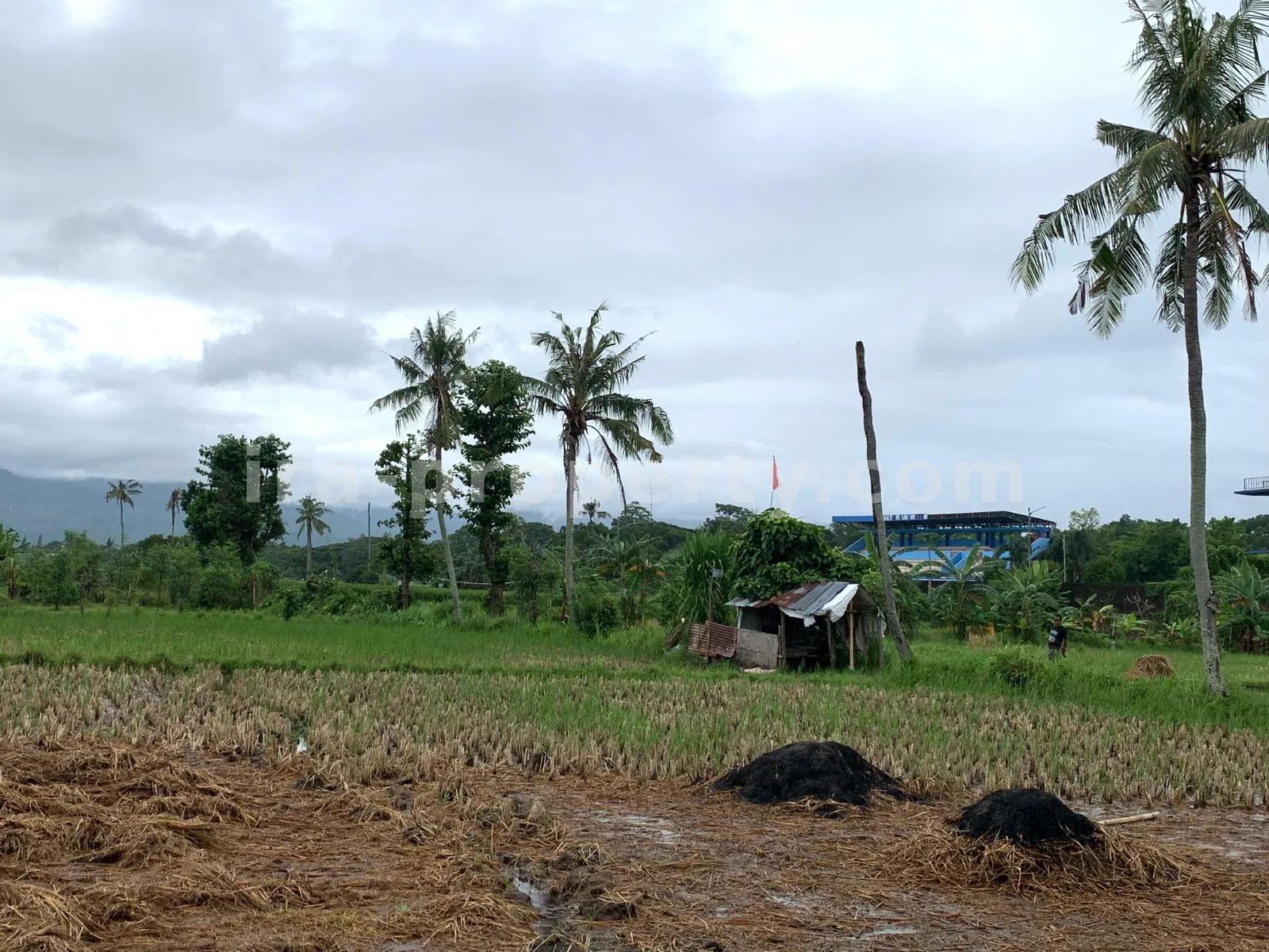 Tanah · Kota Mataram · foto 4 dari 5 Tanah Dijual di Udayana, Kota Mataram - 493 - 4