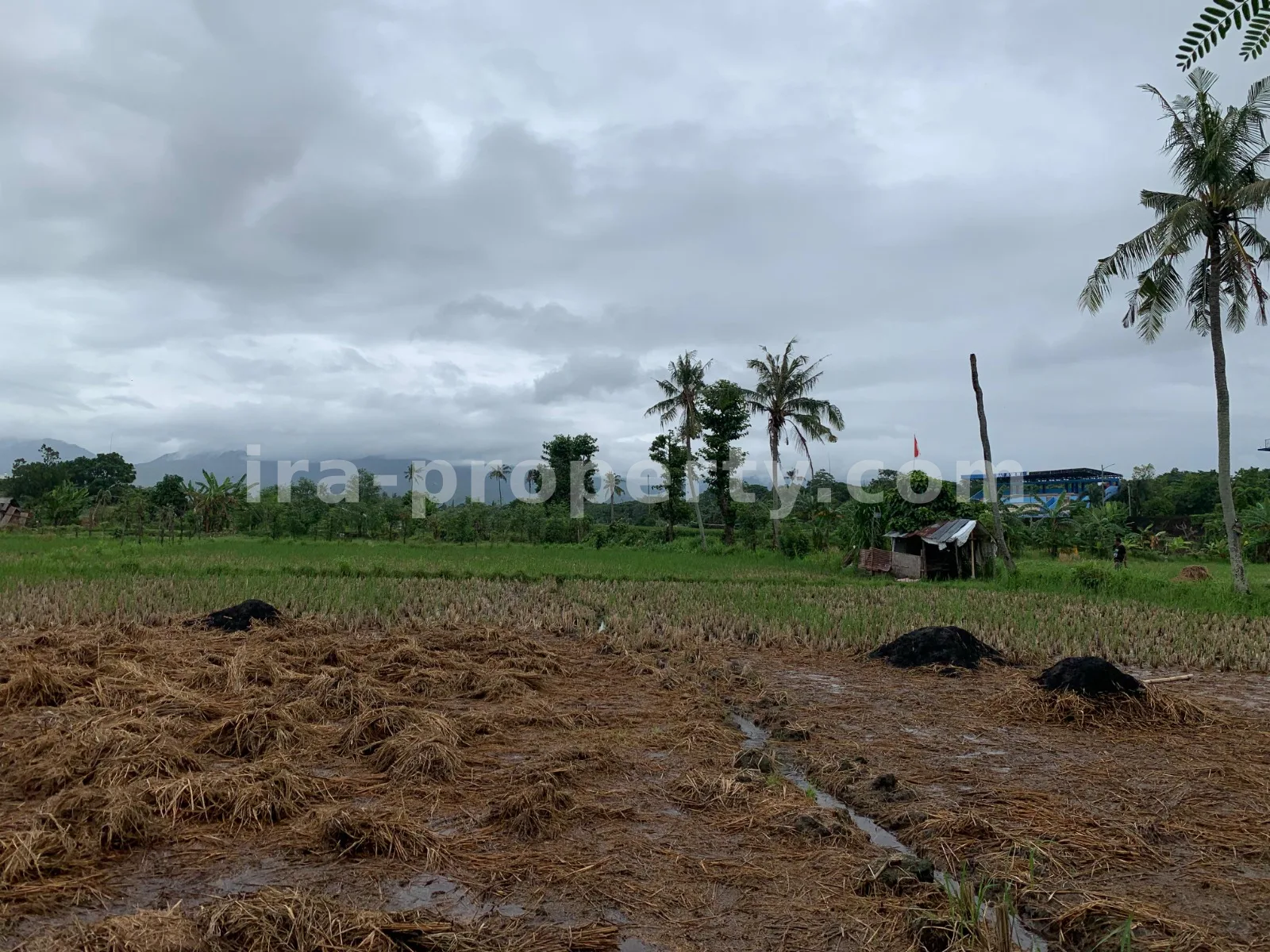 Tanah · Kota Mataram · foto 5 dari 5 Tanah Dijual di Udayana, Kota Mataram - 493 - 5