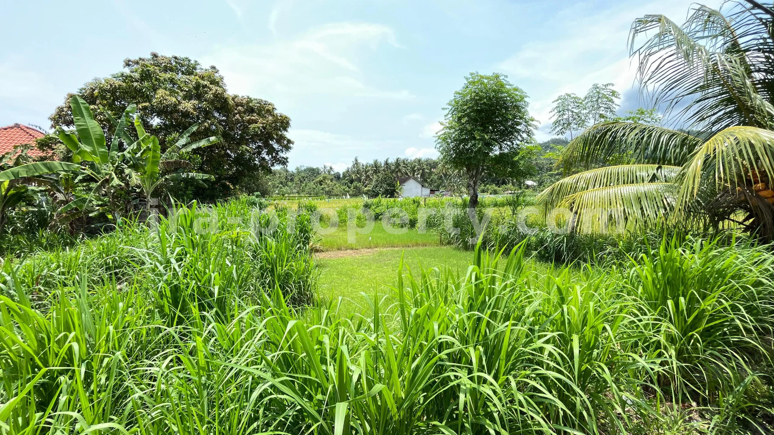 Tanah · Area Lombok Barat · foto 5 dari 8 Tanah Dijual di Bale Solah, Sandik, Lombok Barat - 498-2 - 5