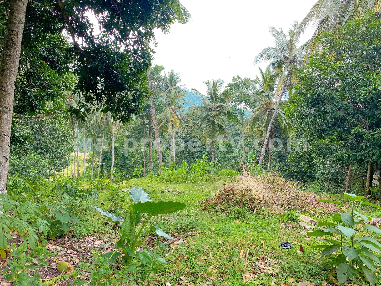 Tanah · Senggigi · foto 5 dari 5 Tanah Dijual di Jalan Utama Malimbu Dekat Senggigi, Lombok Barat - 370 - 5