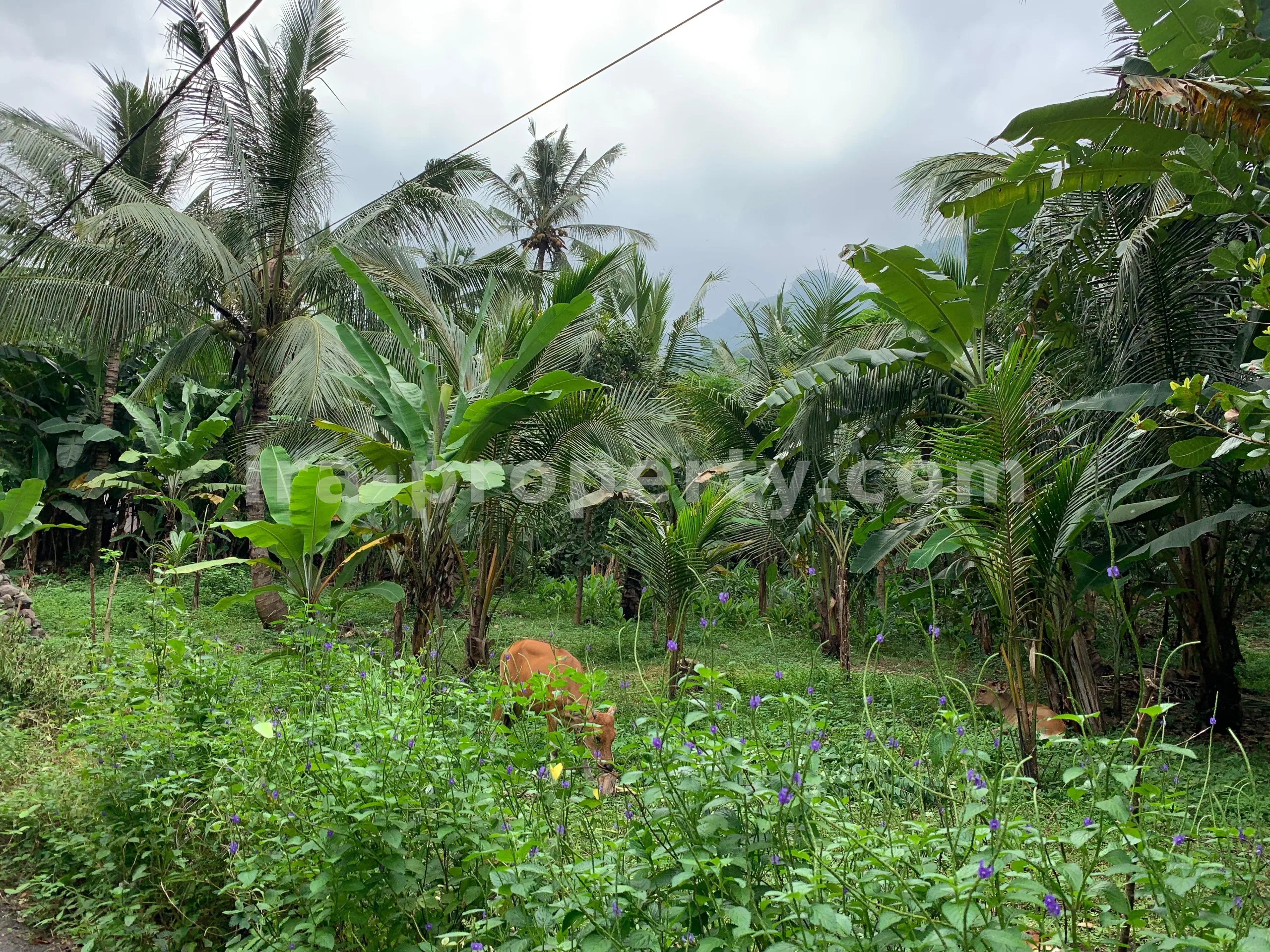 Tanah · Senggigi · foto 1 dari 10 Tanah Dijual di Malimbu Dekat Senggigi, Lombok Barat - 372-2 - 1