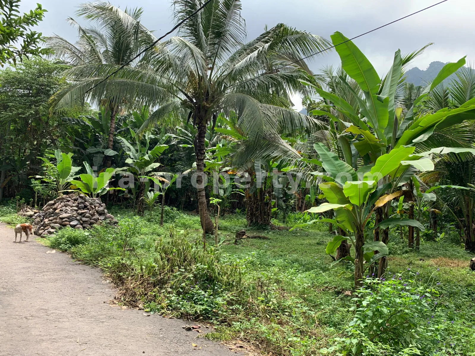 Tanah · Senggigi · foto 4 dari 10 Tanah Dijual di Malimbu Dekat Senggigi, Lombok Barat - 372-2 - 4