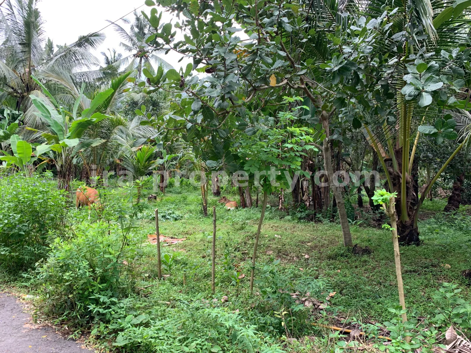 Tanah Dijual di Malimbu Dekat Senggigi, Lombok Barat - 372-2 - 9