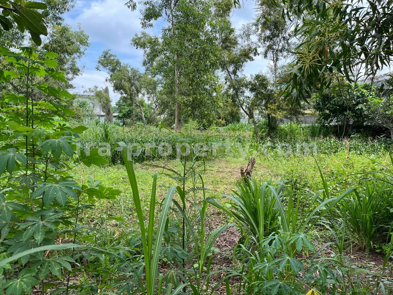 Land · Kuta Mandalika · photo 1 of 4 Land Plot for Sale in Central Kuta Mandalika - 494-2 - 1