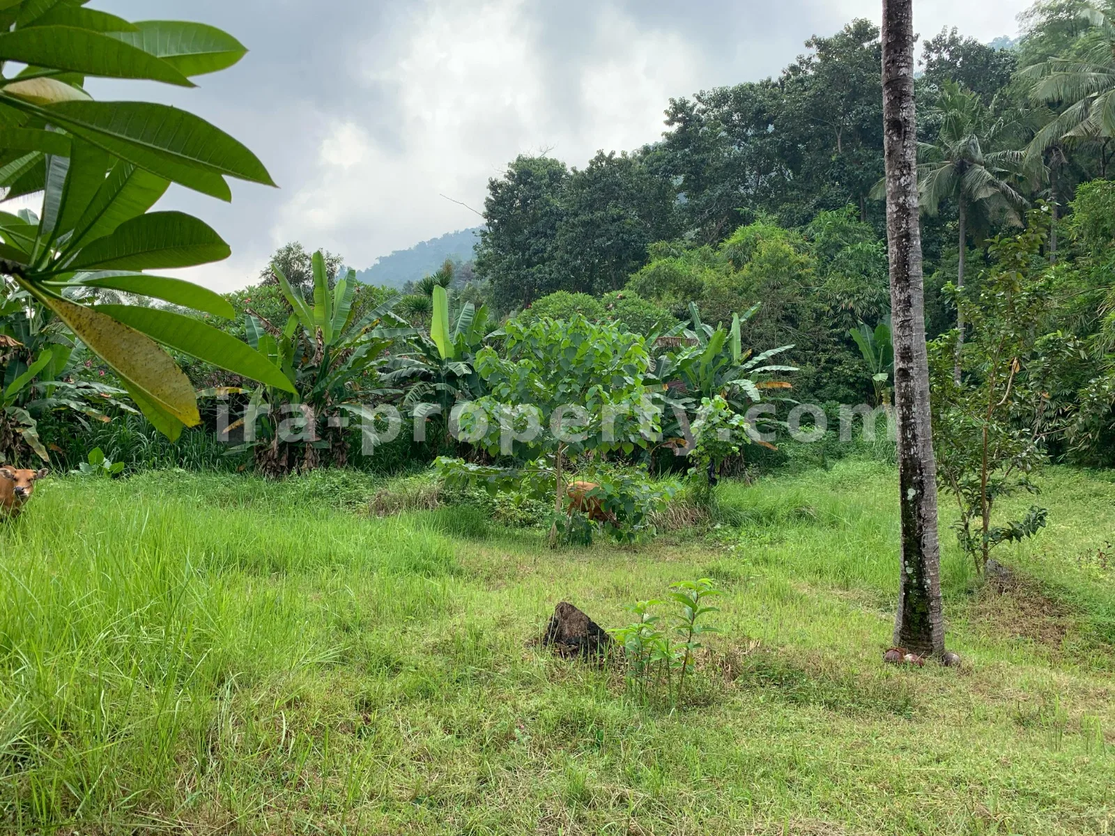 Tanah · Senggigi · foto 1 dari 11 Tanah Pemandangan Pantai untuk Dijual di Kerandangan, Lombok Barat - 377 - 1