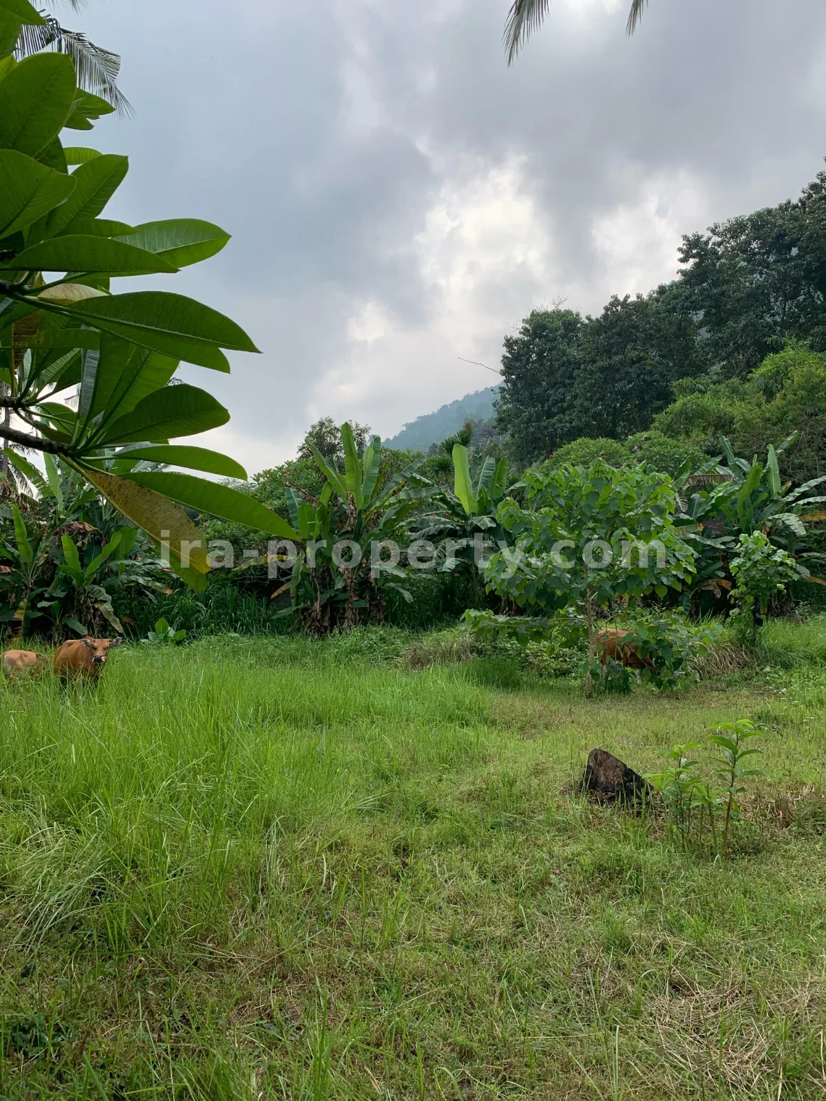 Tanah Pemandangan Pantai untuk Dijual di Kerandangan, Lombok Barat - 377 - 10