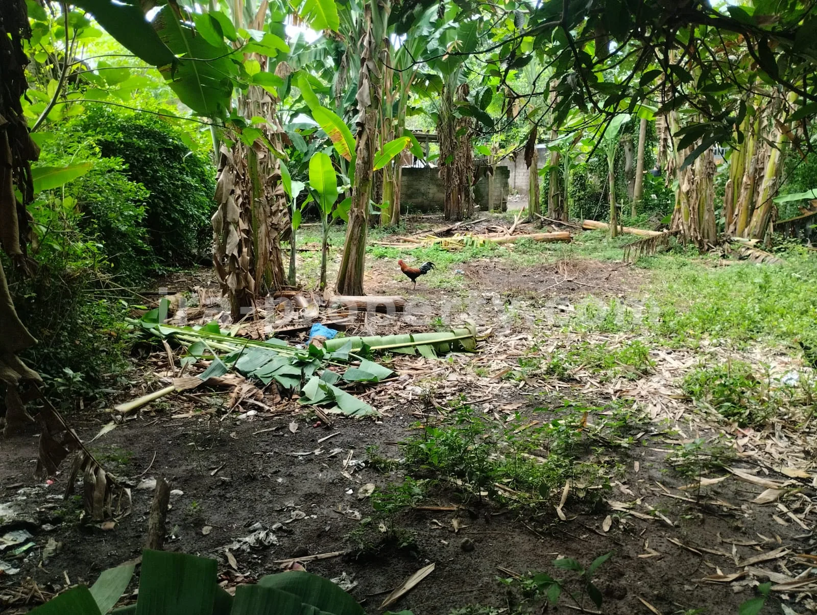 Tanah · Area Lombok Barat · foto 1 dari 5 Tanah Dijual di Meninting, Lombok Barat - 381 - 1