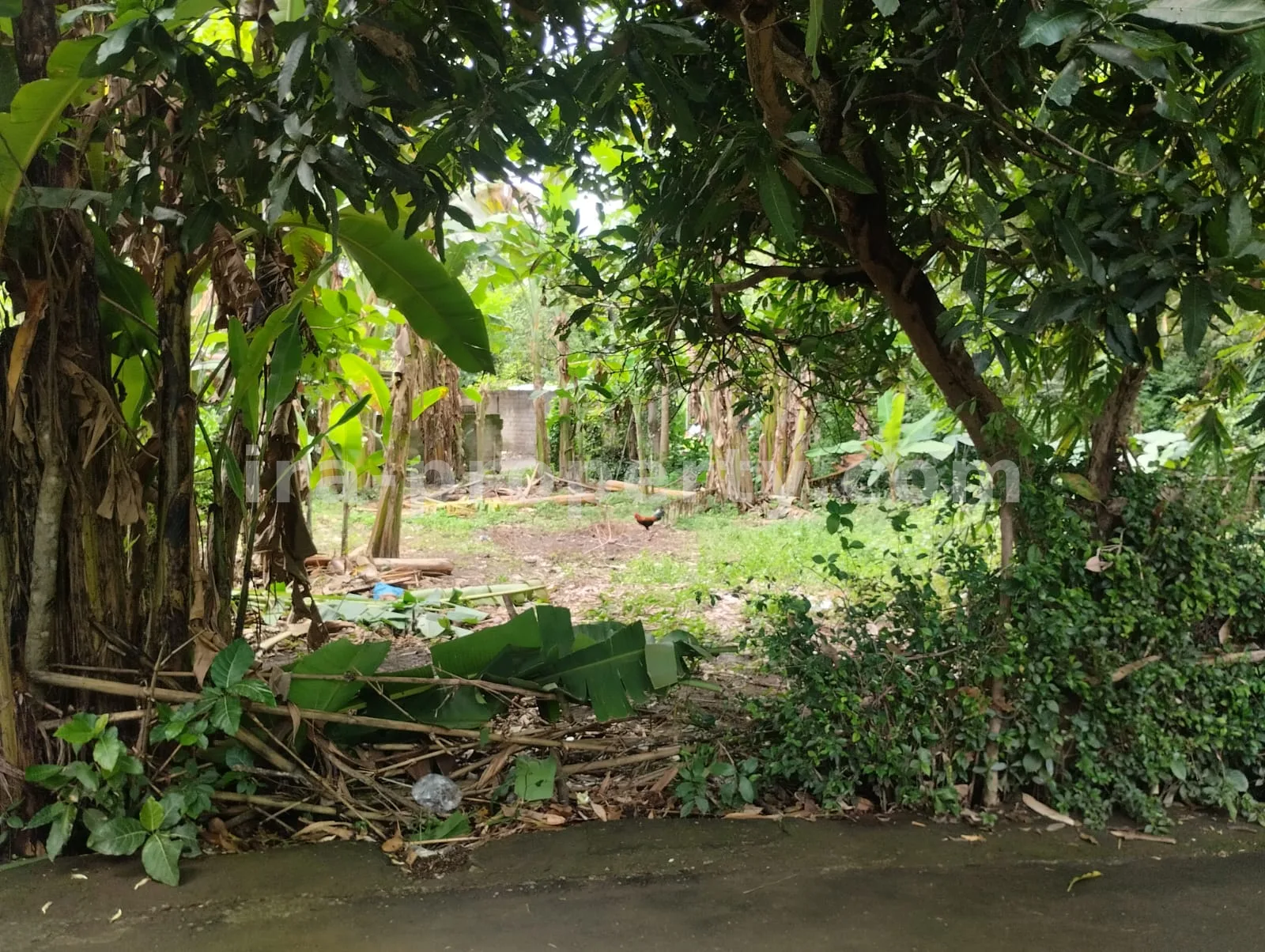 Tanah · Area Lombok Barat · foto 3 dari 5 Tanah Dijual di Meninting, Lombok Barat - 381 - 3