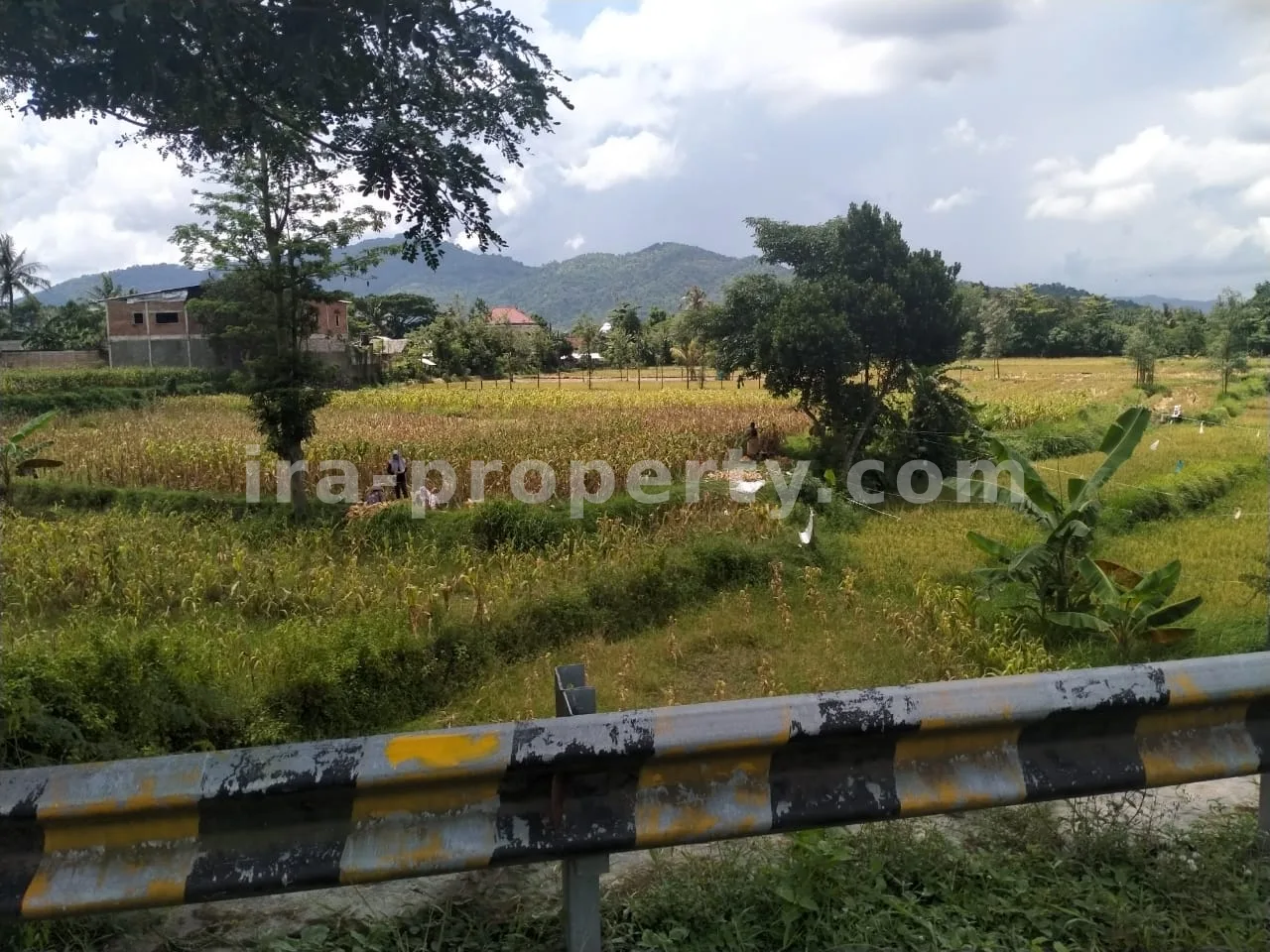 Tanah · Area Lombok Barat · foto 3 dari 5 Tanah Pinggir Jalan Raya Kuripan, Lombok Barat - 405-2 - 3