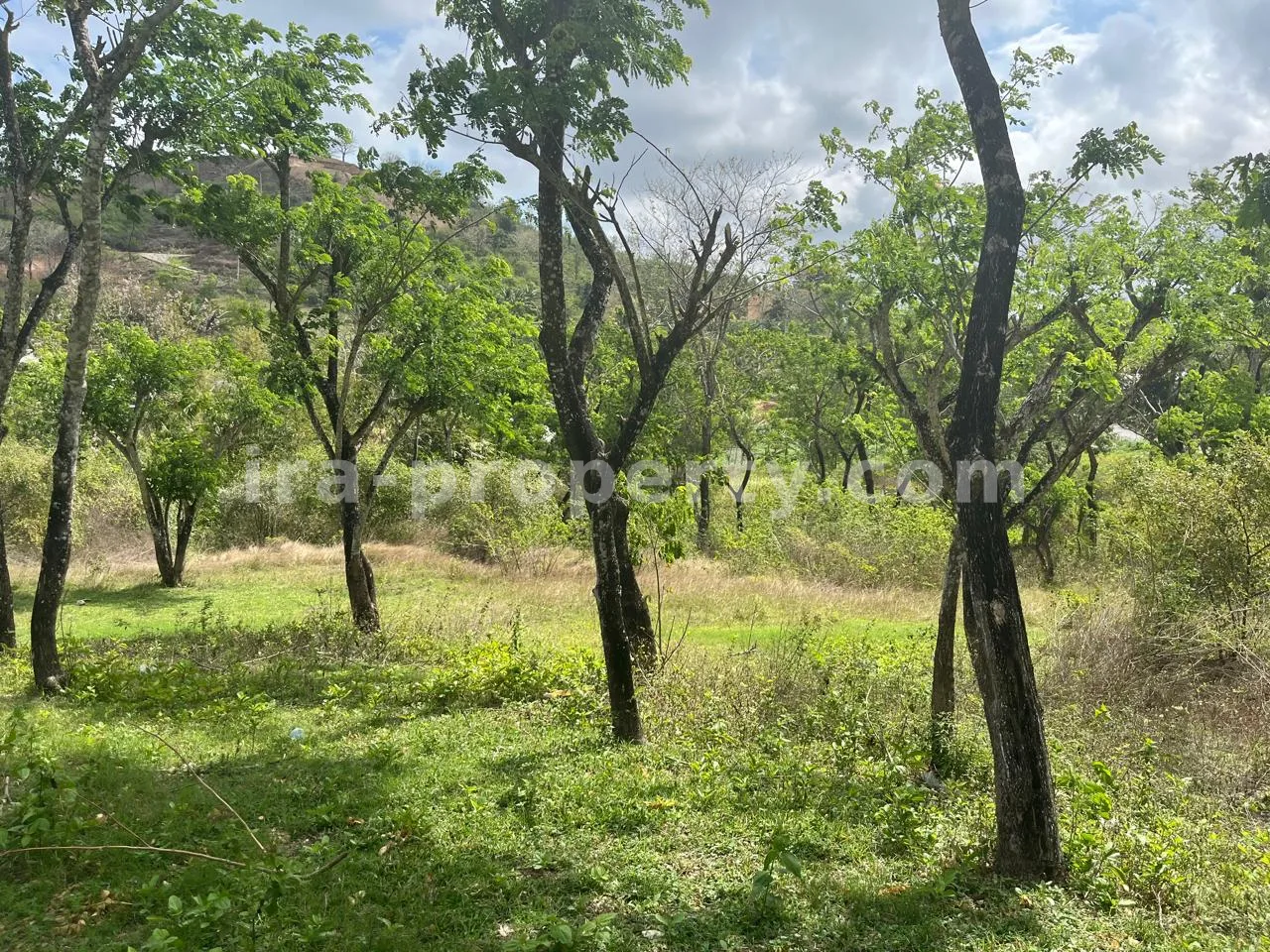 Land · Kuta Mandalika · photo 2 of 4 Land for Sale on Areguling Road to Selong Belanak – Near Kuta Mandalika - 519 - 2