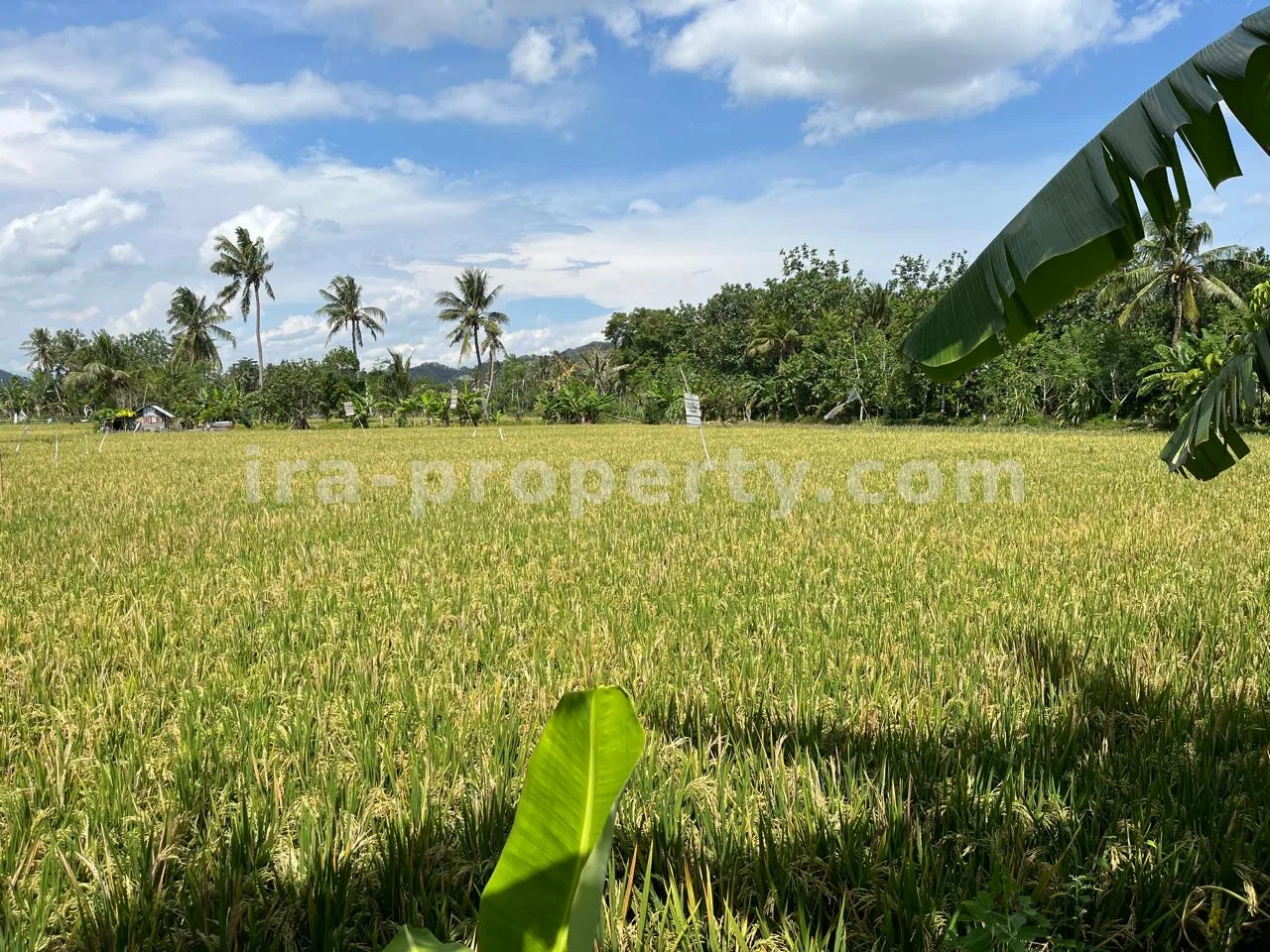Tanah · Area Lombok Barat · foto 2 dari 12 Tanah Pantai Terjangkau untuk Dijual di Kuranji, Lombok Barat - 408 - 2