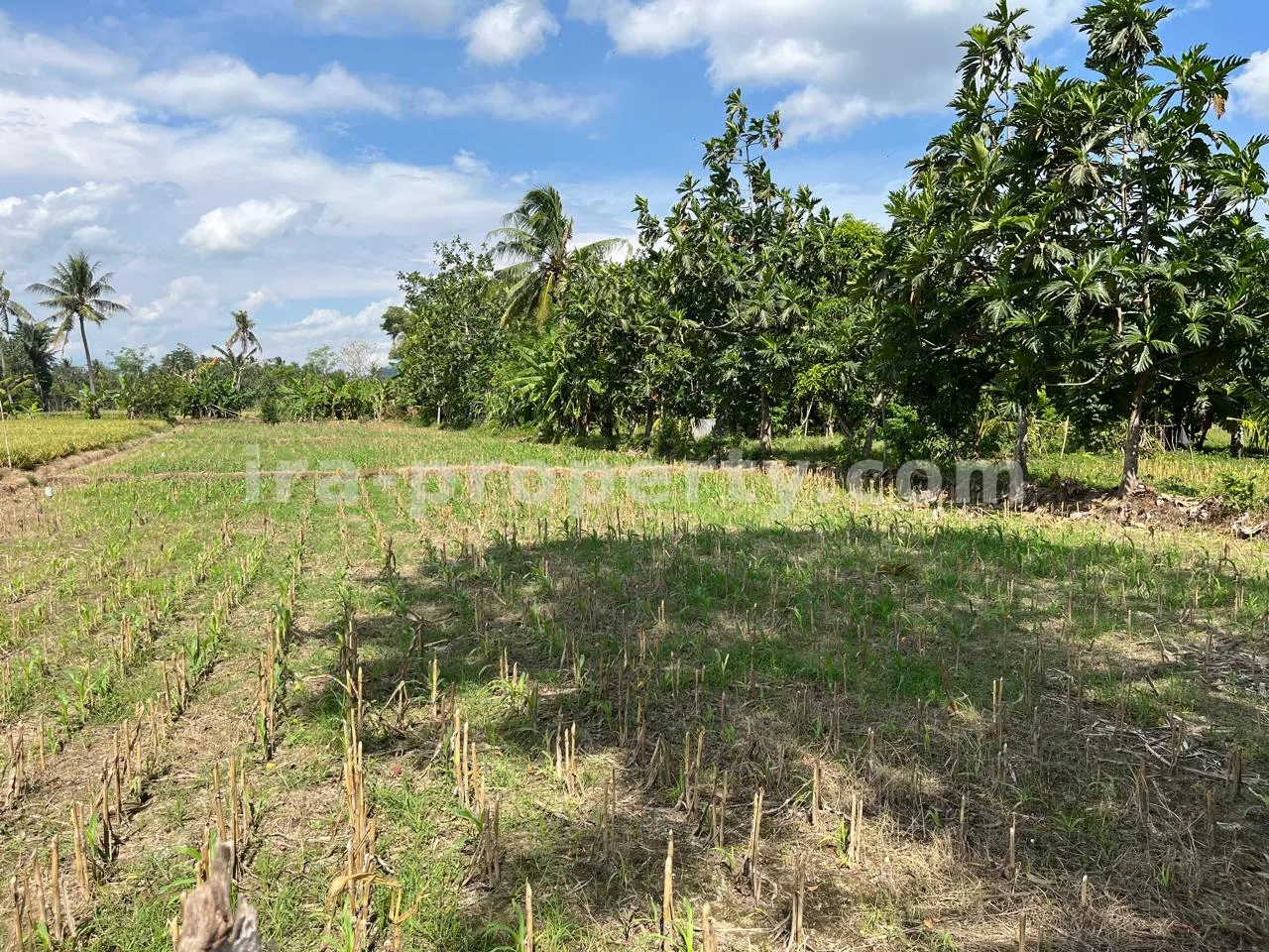 Tanah · Area Lombok Barat · foto 4 dari 12 Tanah Pantai Terjangkau untuk Dijual di Kuranji, Lombok Barat - 408 - 4