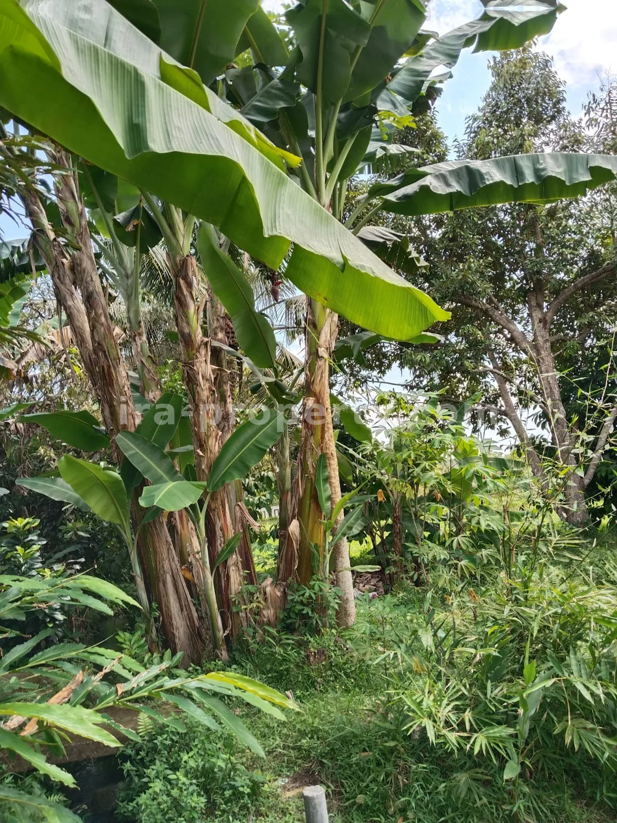 Tanah Kebun Subur dengan Pohon Buah di Lingsar, Lombok Barat - 421 - 10