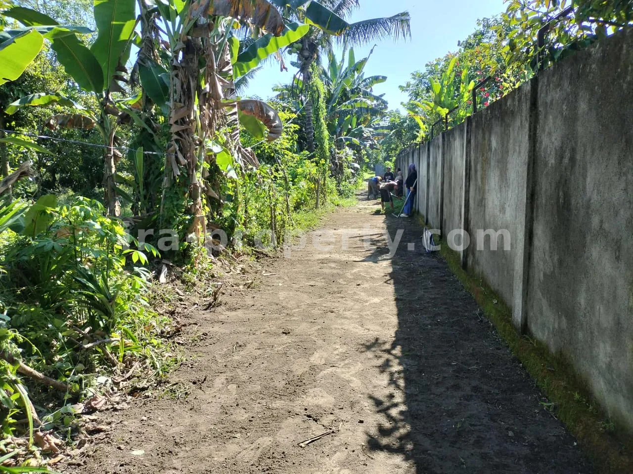 Tanah · Area Lombok Barat · foto 2 dari 12 Tanah Kebun Subur dengan Pohon Buah di Lingsar, Lombok Barat - 421 - 2