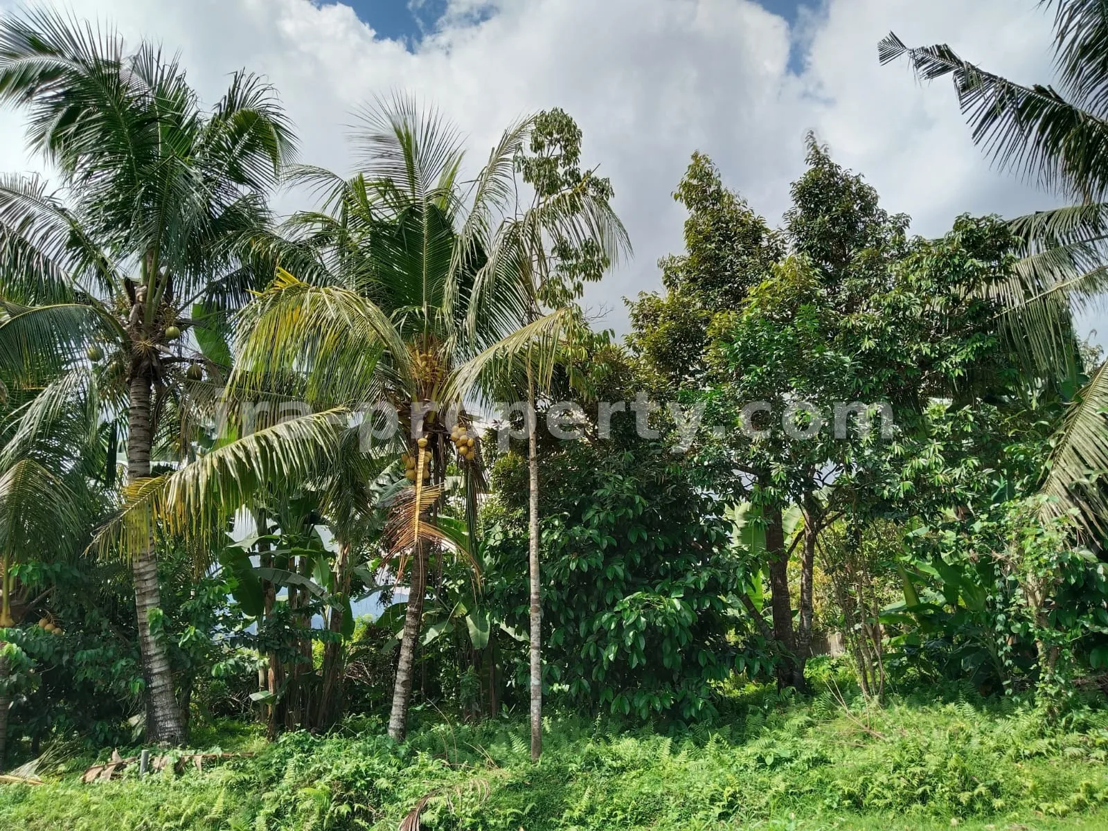 Tanah · Area Lombok Barat · foto 3 dari 12 Tanah Kebun Subur dengan Pohon Buah di Lingsar, Lombok Barat - 421 - 3