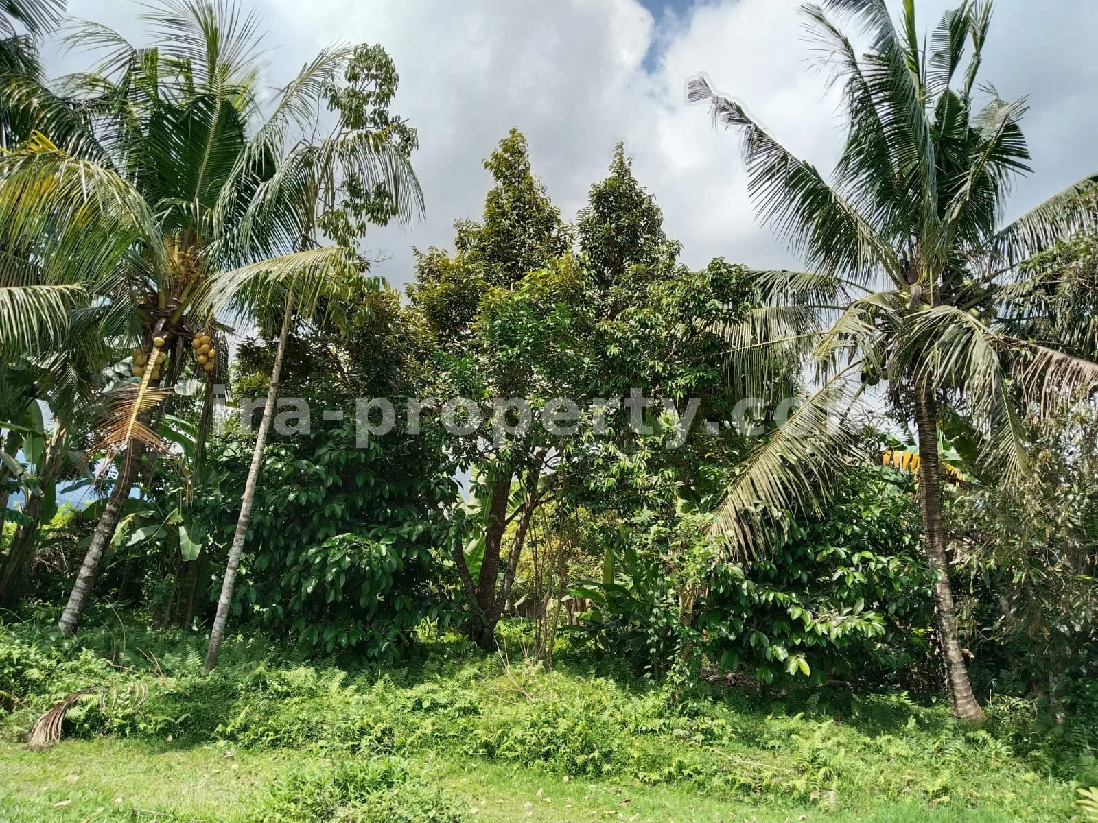 Tanah · Area Lombok Barat · foto 4 dari 12 Tanah Kebun Subur dengan Pohon Buah di Lingsar, Lombok Barat - 421 - 4