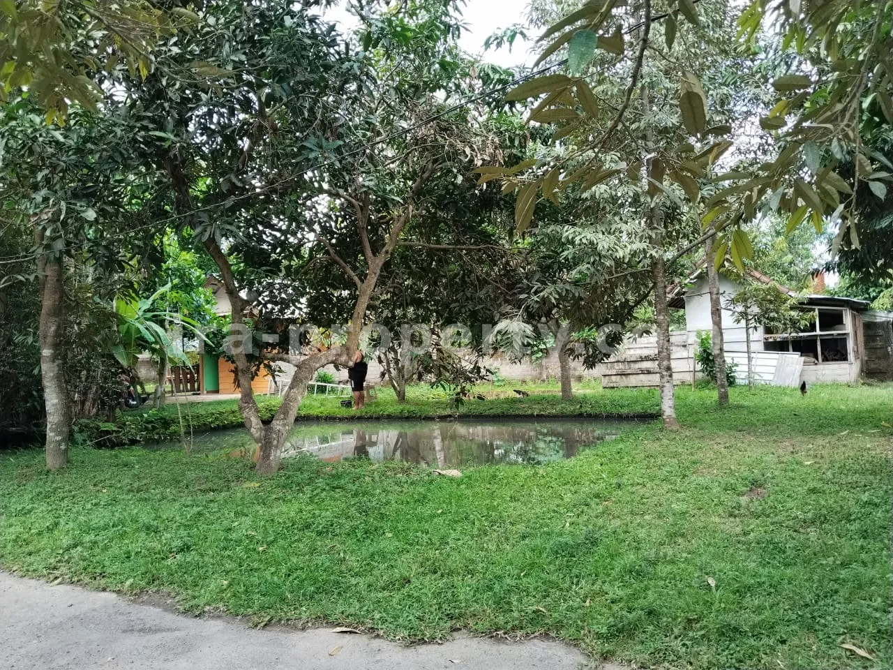 Tanah · Area Lombok Barat · foto 5 dari 12 Tanah Kebun Subur dengan Pohon Buah di Lingsar, Lombok Barat - 421 - 5