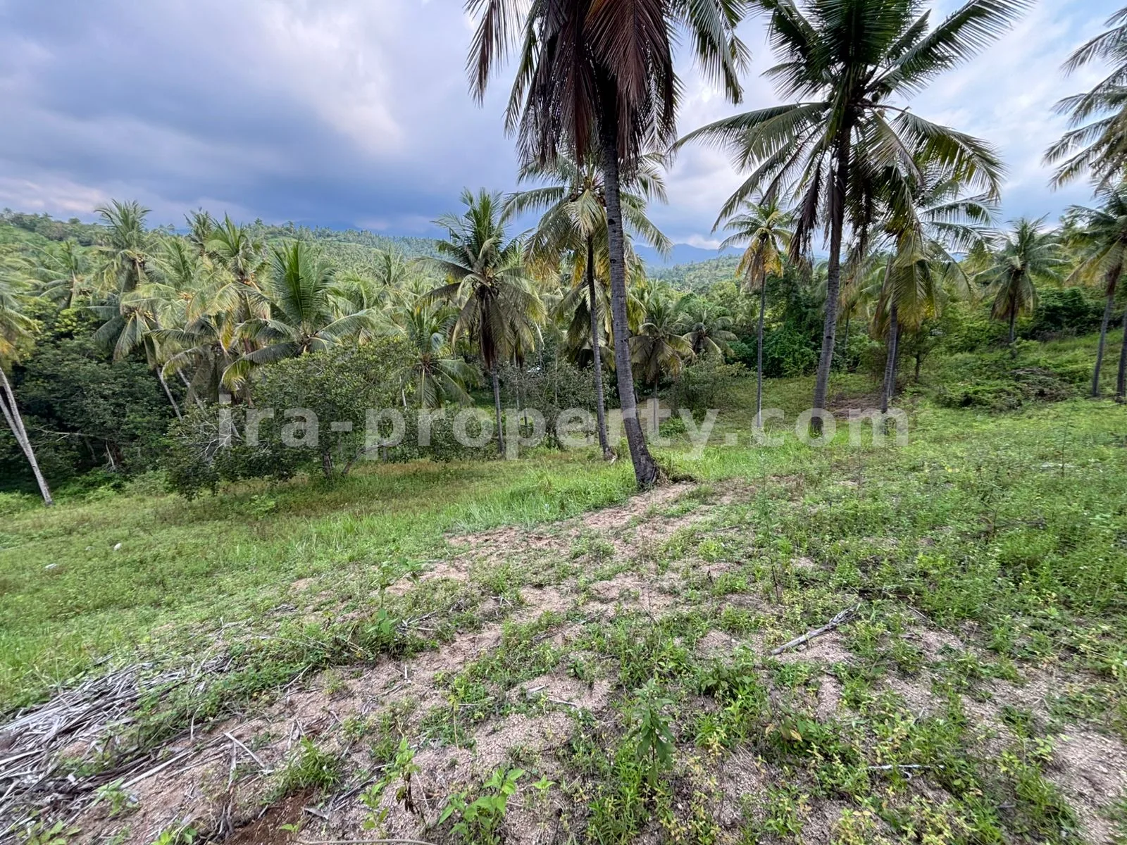 Tanah · Area Lombok Utara · foto 1 dari 7 Tanah Perkebunan Luas 1,2-Hektar di Sokong, Lombok Utara – Investasi Pertanian Premium - 395-2 - 1