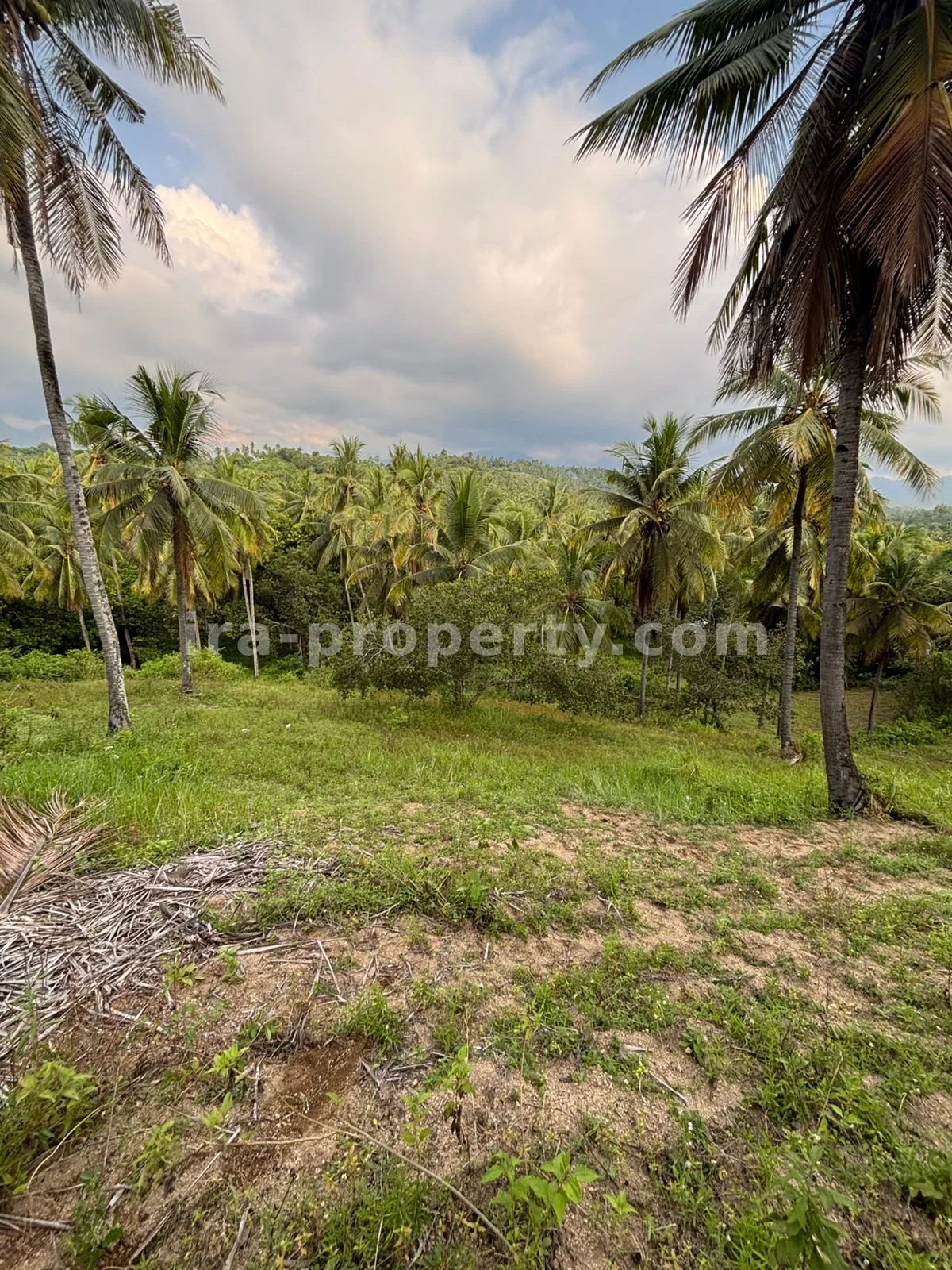 Tanah · Area Lombok Utara · foto 3 dari 7 Tanah Perkebunan Luas 1,2-Hektar di Sokong, Lombok Utara – Investasi Pertanian Premium - 395-2 - 3