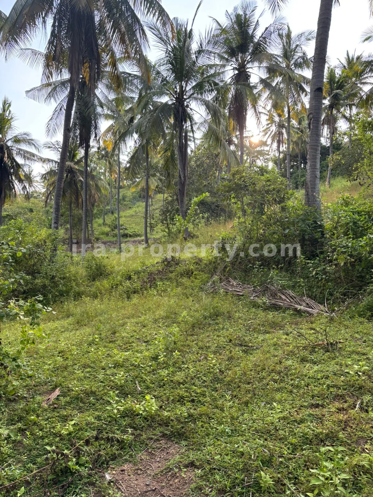 Tanah · Area Lombok Utara · foto 4 dari 7 Tanah Perkebunan Luas 1,2-Hektar di Sokong, Lombok Utara – Investasi Pertanian Premium - 395-2 - 4