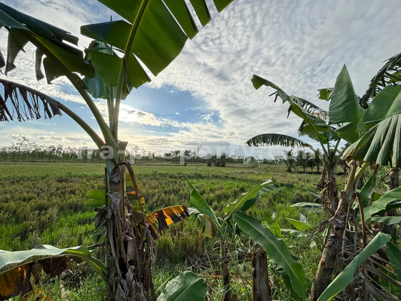 Massive 7-Hectare Strategic Land Holding – Direct Hotmix Road Access Near Lombok International Airport - 94-2 - 7