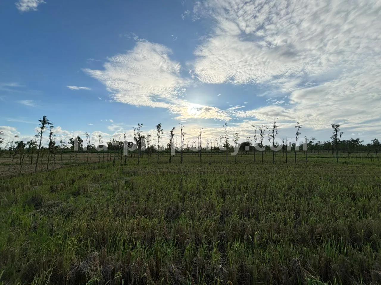 Massive 7-Hectare Strategic Land Holding – Direct Hotmix Road Access Near Lombok International Airport - 94-2 - 9