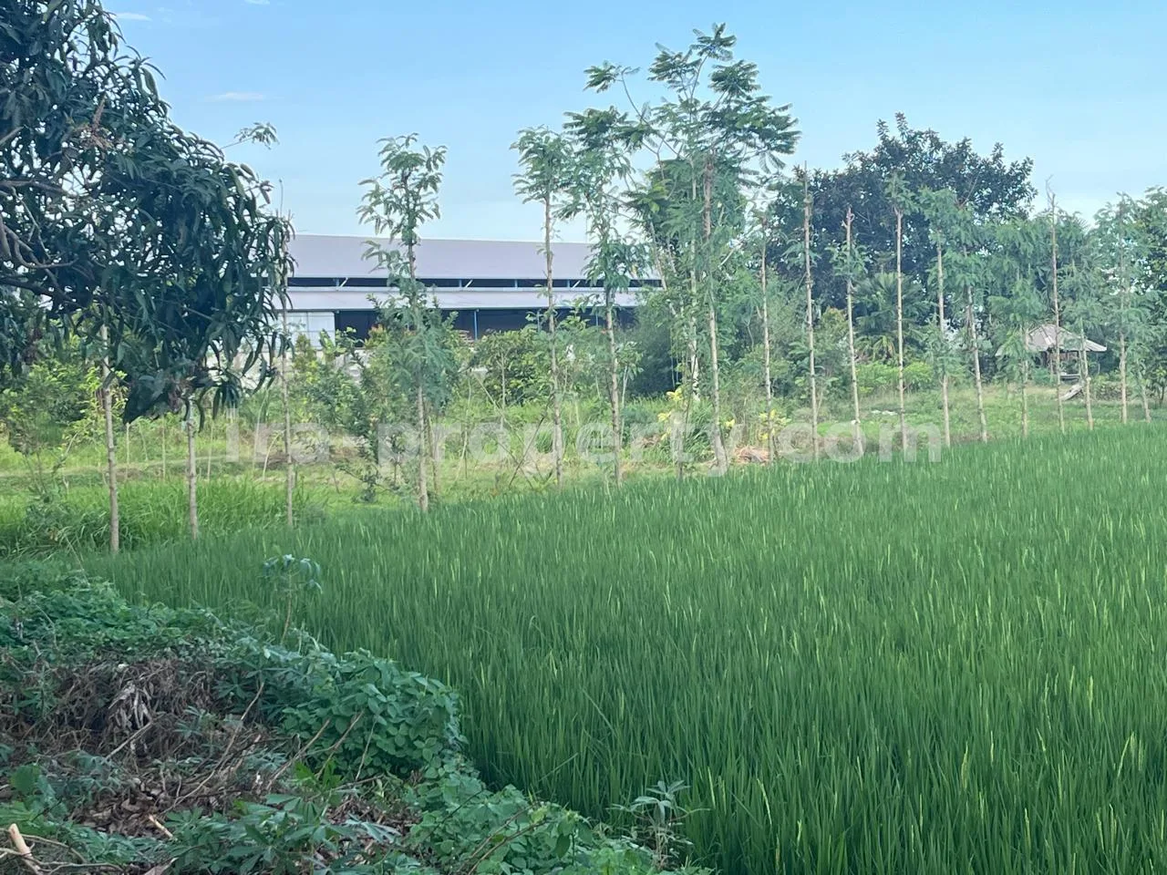 Ruko & Komersial · Area Lombok Barat · foto 2 dari 6 Tanah Komersial & Industri 1,05-Hektar – Depan Bypass Gerung-Kuripan, Lombok Barat - 422-2 - 2