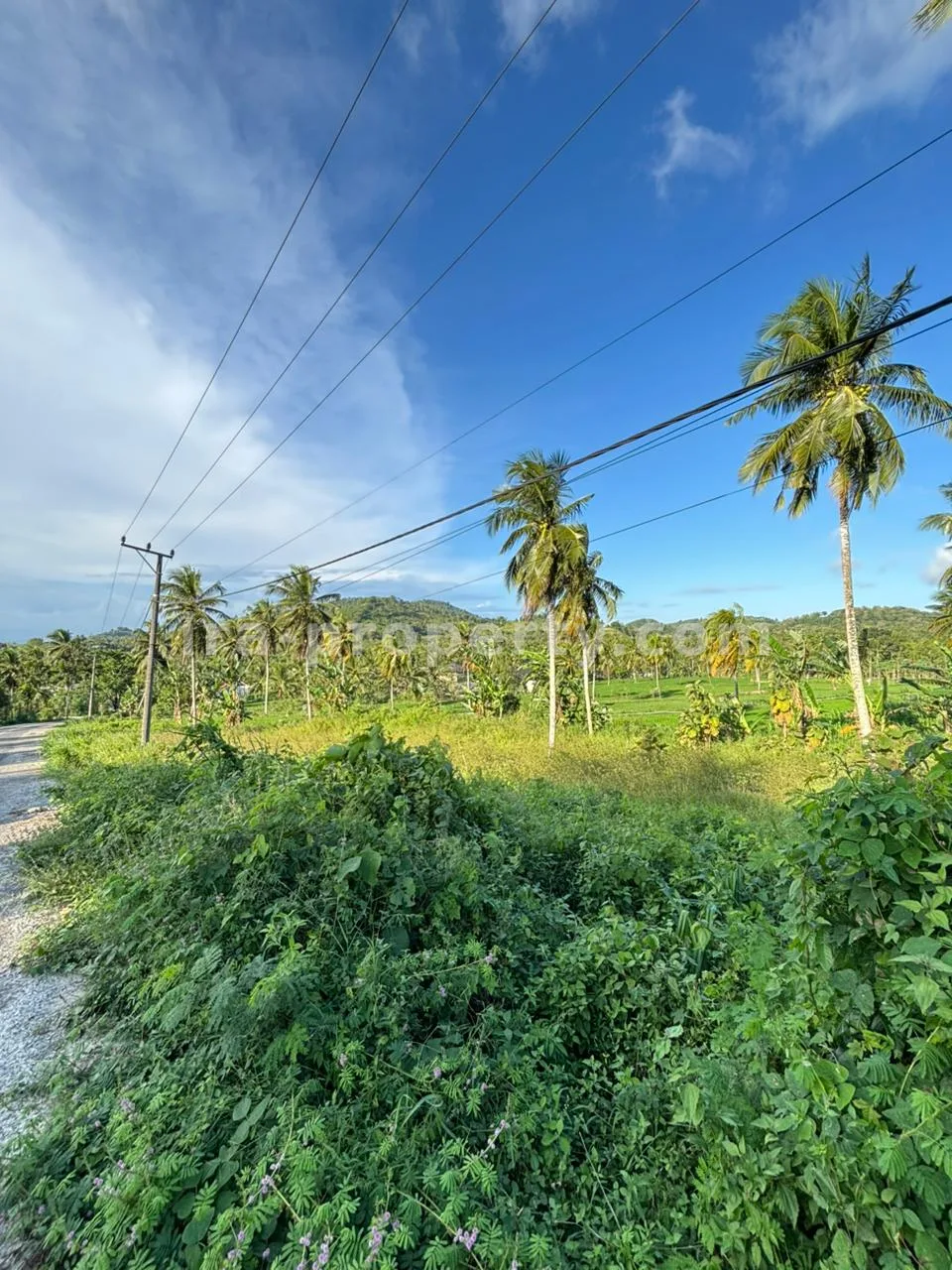 Tanah Strategis 50-Are Pinggir Jalan di Pengembur – Hanya Berjarak Beberapa Menit dari Bandara Lombok & Pantai Selatan - 95-2 - 6