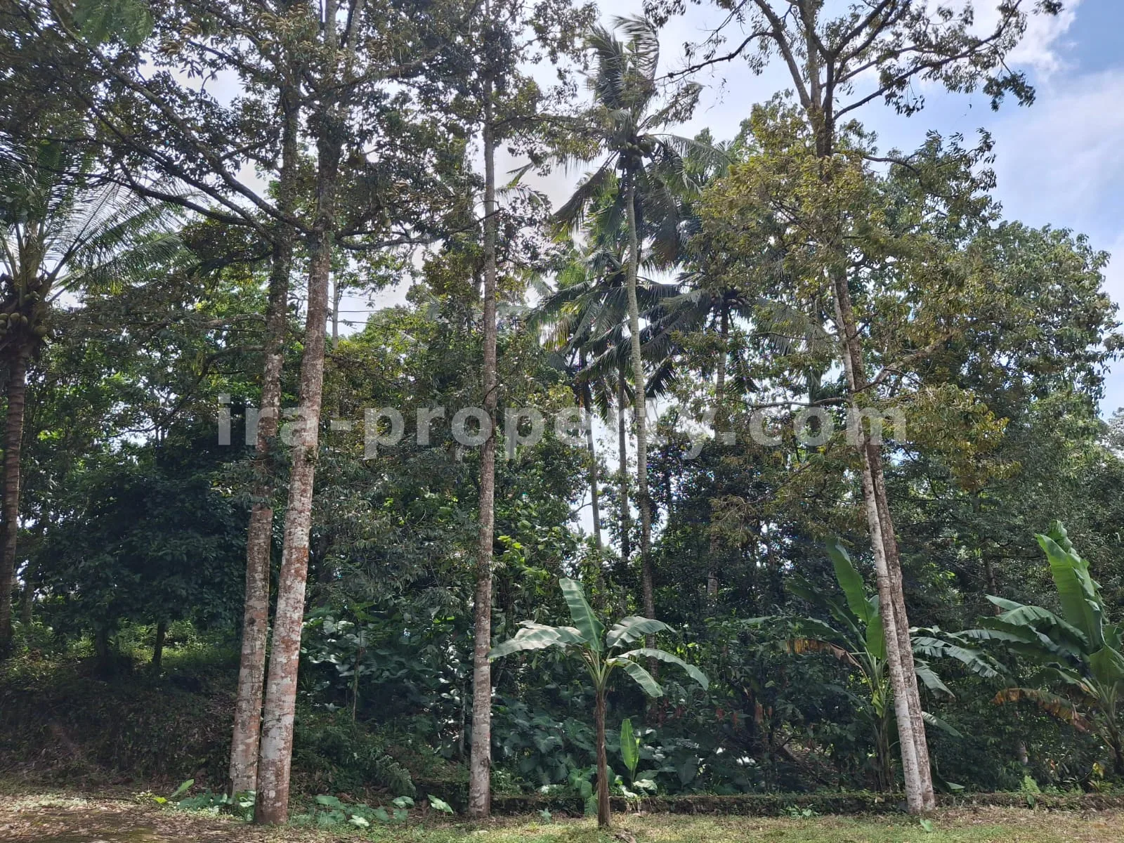 Land · West Lombok Area · photo 3 of 11 Garden Estate for Sale in Narmada Near Sesaot, West Lombok - 424 - 3
