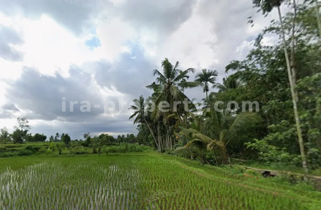 Land · Central Lombok Area · photo 1 of 4 Productive Rice Field for Sale in Batukliang, Central Lombok - 97 - 1