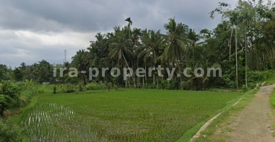 Land · Central Lombok Area · photo 2 of 4 Productive Rice Field for Sale in Batukliang, Central Lombok - 97 - 2