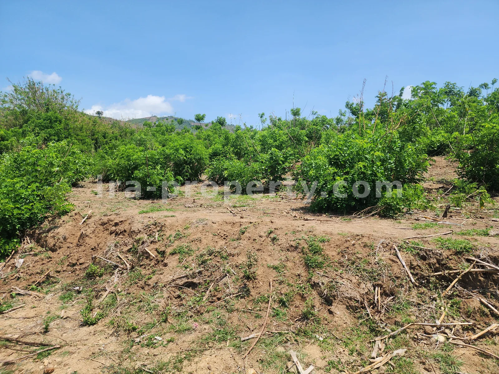 Tanah · Sekotong · foto 3 dari 7 Tanah dengan Pemandangan Laut di Tawun, Sekotong, Lombok Barat - 212 - 3